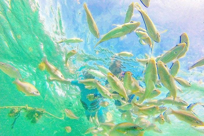 punta-canas-best-private-catamaran-bbq-snorkeling-paradise