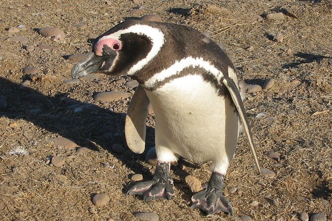 punta-tombo-cruise-excursion-with-penguins
