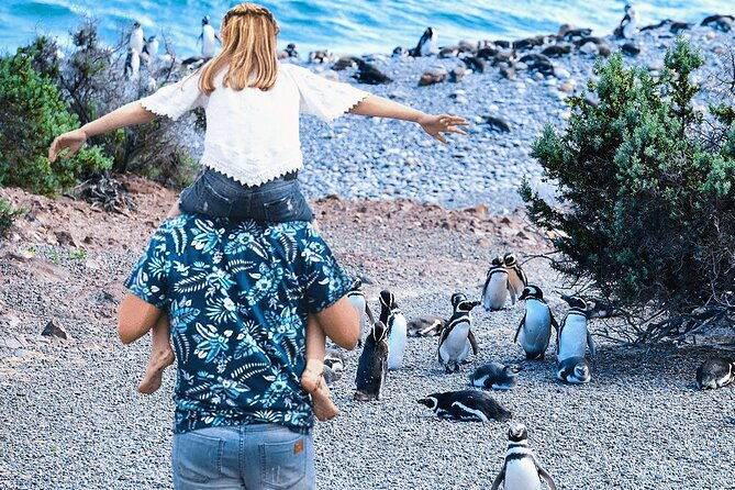 punta-tombo-for-cruises-walk-among-penguins