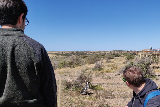 punta-tombo-full-day-tour-walking-among-penguins-regular-service-sib