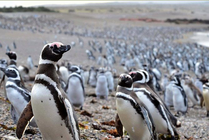 punta-tombo-shore-excursion-w-box-lunchshared-tour-for-cruises