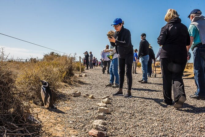 punta-tombo-shore-excursion-w-box-lunchshared-tour-for-cruises
