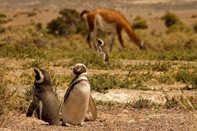 punta-tombo-shore-excursion-w-box-lunchshared-tour-for-cruises