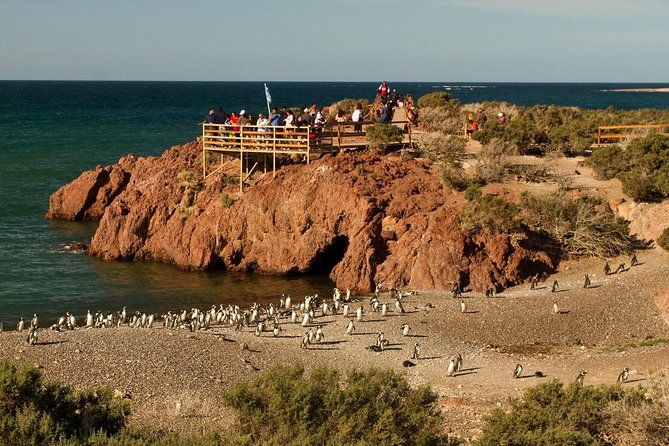 punta-tombo-shore-excursion-w-box-lunchshared-tour-for-cruises