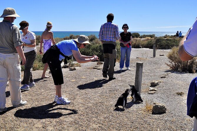 punta-tombo-shore-excursion-w-box-lunchshared-tour-for-cruises