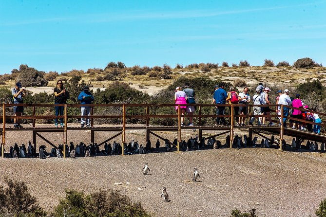 punta-tombo-shore-excursion-w-box-lunchshared-tour-for-cruises