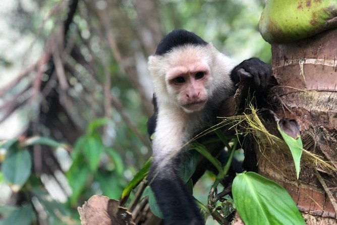 puntarenas-shore-excursion-rainforest-skywalk-tarcoles-river