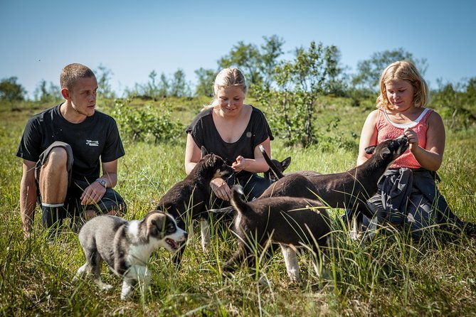 puppy-training-experience-at-a-husky-farm-in-tromso