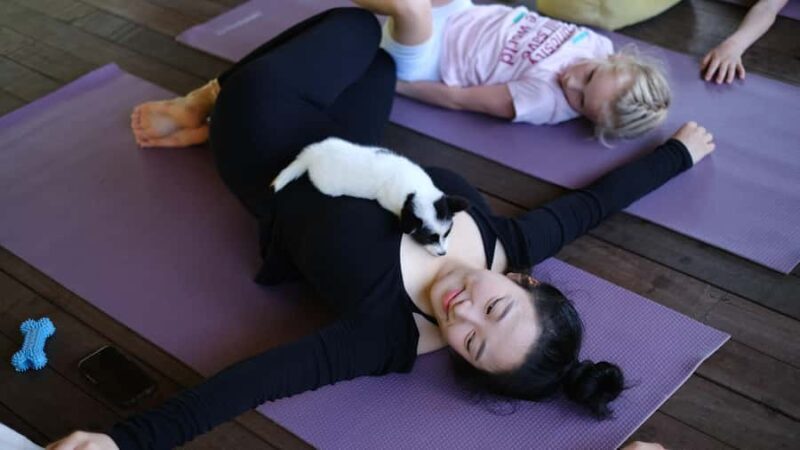 Puppy Yoga in Bali, Ubud & Uluwatu - The Sum Up