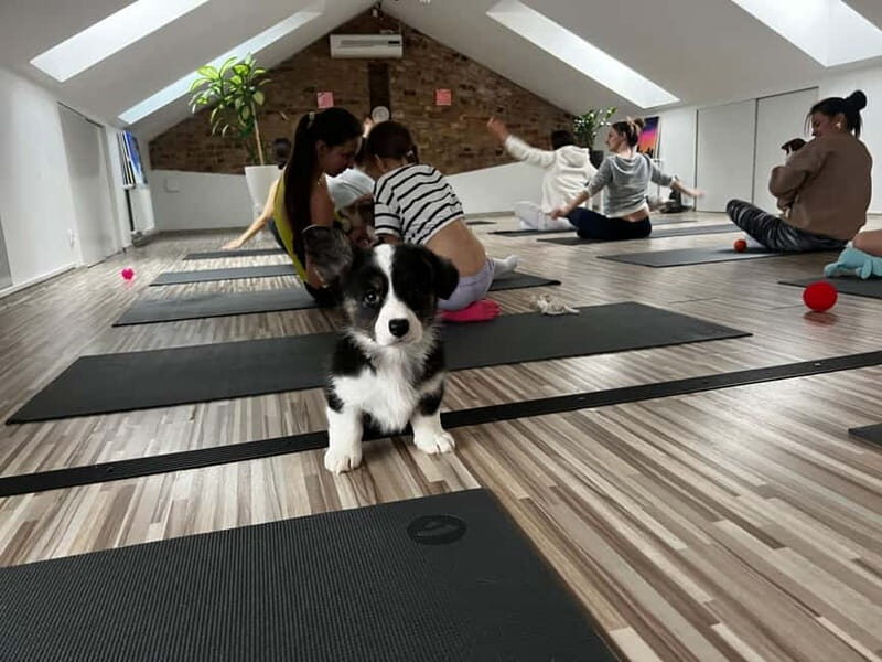 Puppy Yoga in Riga - Detailed Breakdown of the Itinerary
