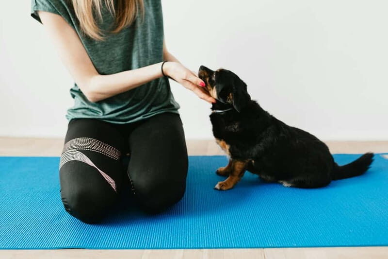 Puppy Yoga in Riga - Frequently Asked Questions