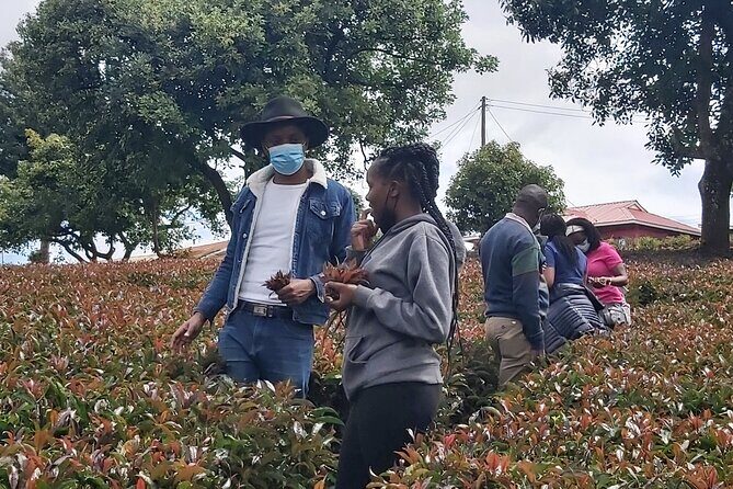 Purple Tea Farm Tour from Nairobi City - Specialty Tea Tasting - Key Points