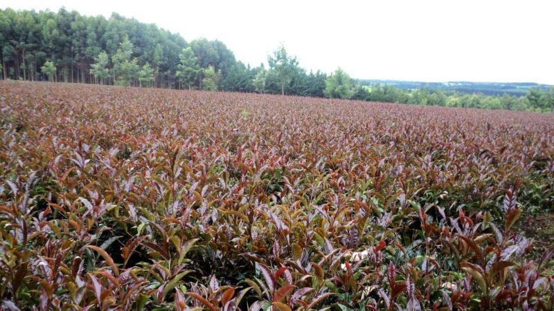 Purple Tea Farm Tour from Nairobi with Tea Tasting & lunch - Exploring the Kenyan Countryside on a Day Trip