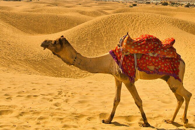 Pushkar Camel Safari Adventure - Who Will Love This Tour?