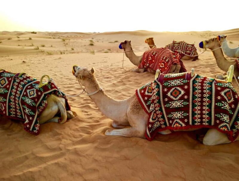Pushkar: Camel Sunset Safari Adventure - Key Points