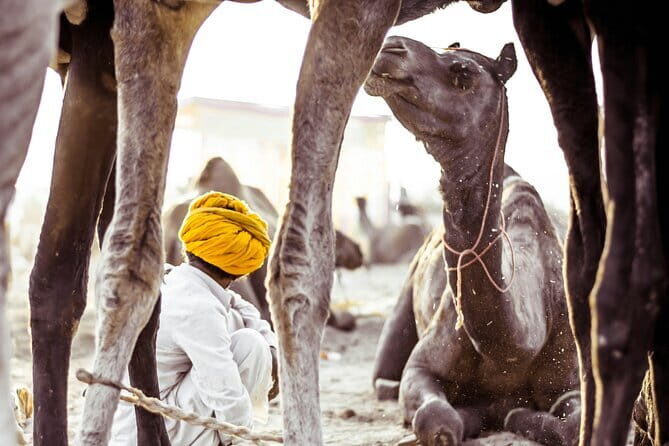 Pushkar: Private Guided day tour From Jaipur - An In-Depth Look at the Pushkar Day Trip