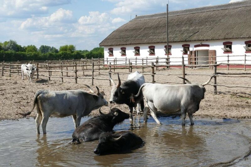 puszta-tour-and-horse-show