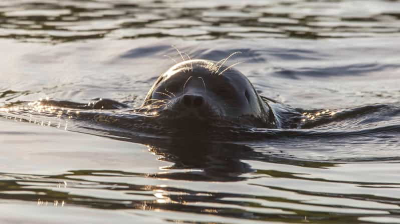 puumala-lake-saimaa-seal-watching-cruise