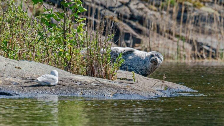 puumala-lake-saimaa-seal-watching-cruise