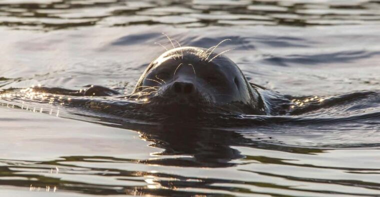 puumala-lake-saimaa-seal-watching-cruise