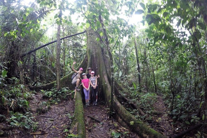 puyo-jungle1-day
