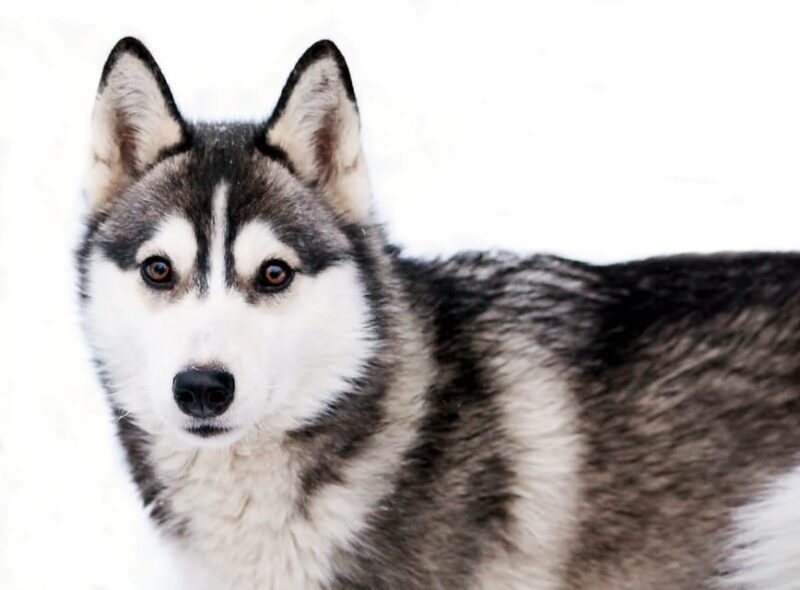 Pyhätunturi: Husky safari 5km including a farm visit - Key Points