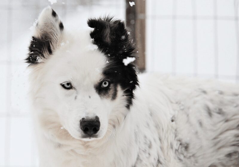 Pyhätunturi: Husky safari 5km including a farm visit - The Experience from Review Insights