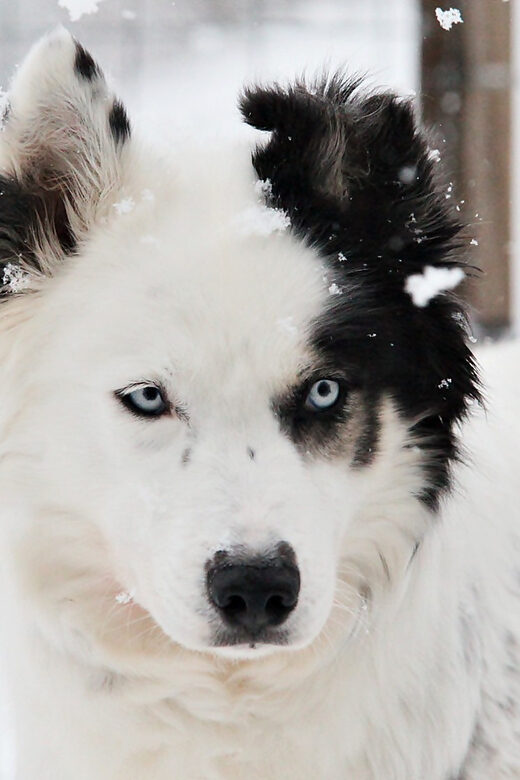 Pyhätunturi: Husky safari 5km including a farm visit - Final Thoughts