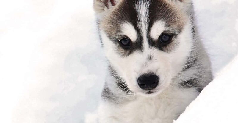 pyhatunturi-husky-safari-including-farm-visit