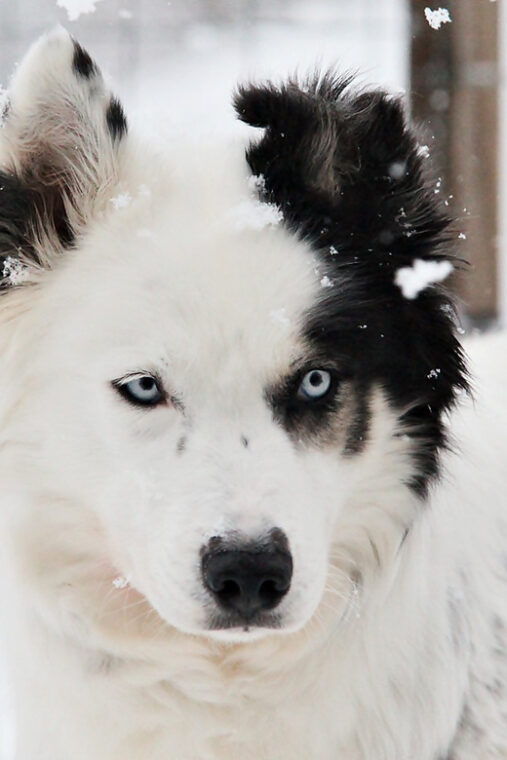pyhatunturi-husky-safari-including-farm-visit