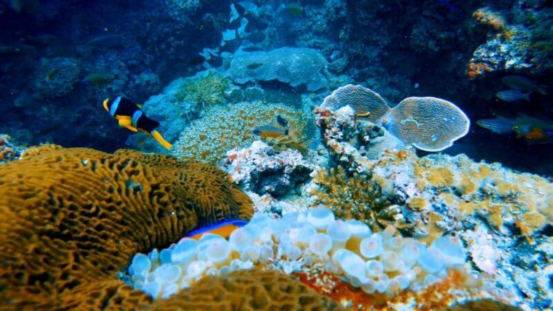 Qantab Beach: Discover Scuba Diving Experience - Key Points