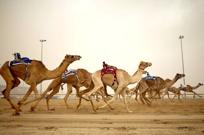 Qatar West Coast tour, Zekreet, Richard Serra Sculpture, Mushroom Rock Formation - Key Points