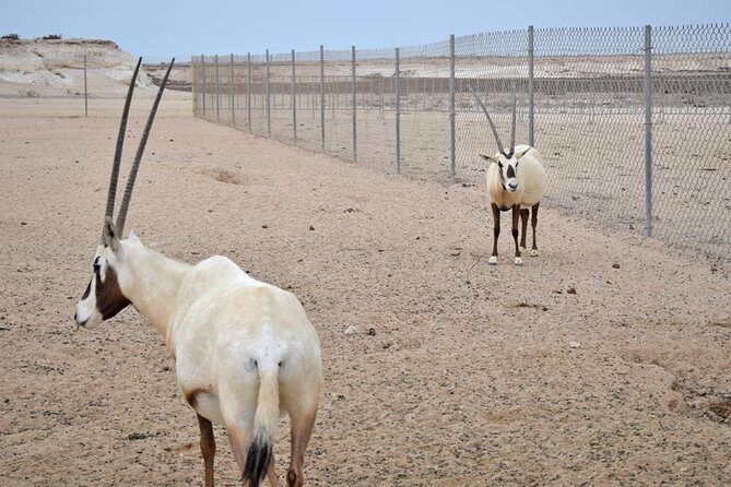 Qatar West Coast tour, Zekreet, Richard Serra Sculpture, Mushroom Rock Formation - FAQ