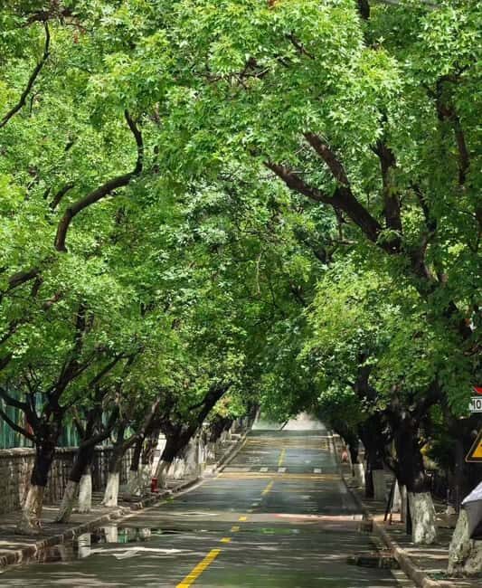 Qingdao: Badaguan Scenic Area Guided Walking Tour - Architectural and Cultural Highlights