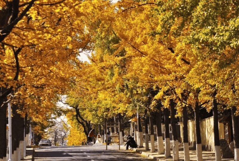 Qingdao: Private City Tour with Beer & a Delectable Lunch - The Sum Up