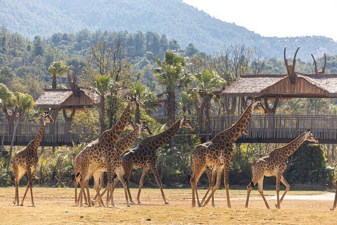 Qingyuan Chimelong Forest Kingdom and Hot Spring Experience - What Reviewers Say: Insights from Past Travelers