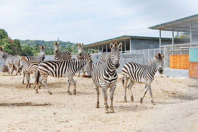 Qingyuan Chimelong Forest Kingdom and Hot Spring Experience - Final Thoughts