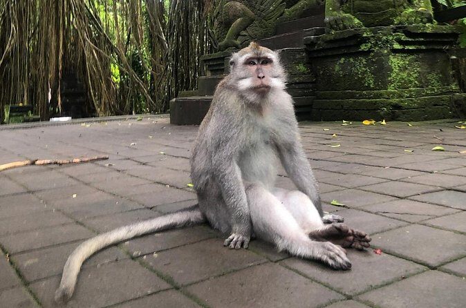 Quad Bike Adventure and Monkey Forest Experience All-Inclusive - The Experience from a Traveler’s Perspective