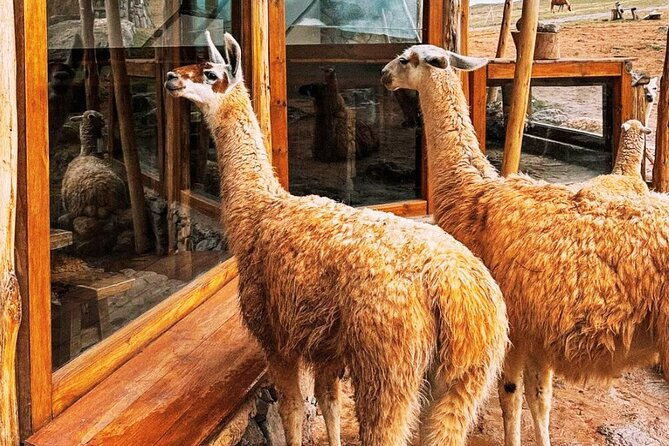 quad-bikes-in-moray-and-salineras-and-picnic-with-llamas