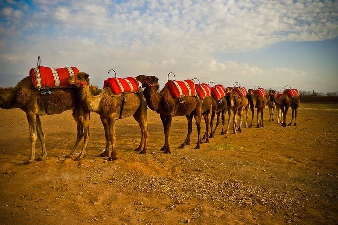 quad biking and camel ride in Marrakech palmerie - Exploring Marrakech’s Palmeraie: Quad Biking and Camel Ride Tour Review