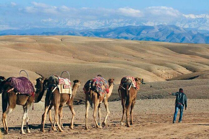 Quad Biking & Camel Ride in Agafay Desert with Dinner Show - Authenticity and Review Insights