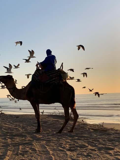 Quad Biking & Camel Riding Combo: Thrill Meets Tradition - Key Points