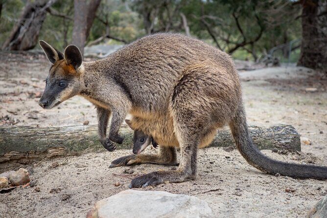 Quad Biking, Koalas and Kangaroos - Private Tour - The Sum Up: Is This Tour Worth It?