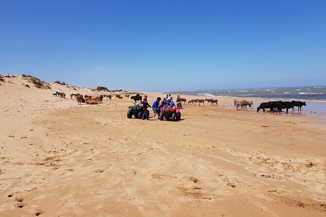 Quad day with south Essaouira meal 6h(free transfer) - End of Tour and Return