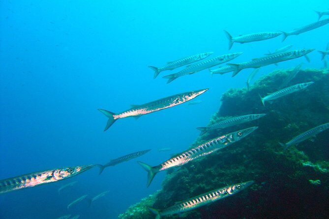 Qualified Diver 1 Tank Dive in Mykonos - Exploring the Underwater World of Mykonos: A Qualified Diver 1 Tank Dive Review
