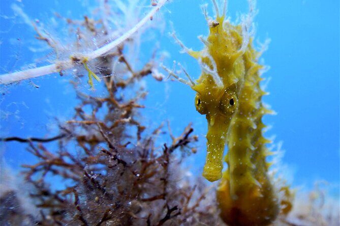 Qualified Diver 1 Tank Dive in Mykonos - Key Points