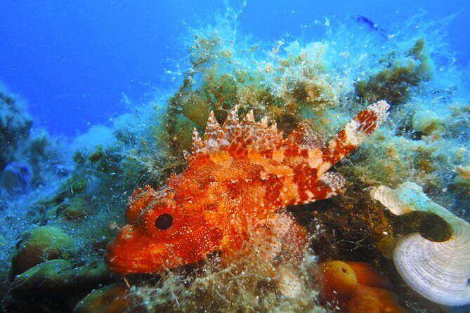 Qualified Diver 1 Tank Dive in Mykonos - What Makes This Dive Stand Out?