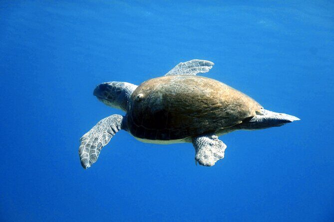 Qualified Diver 1 Tank Dive in Mykonos - Who Should Consider This Experience?