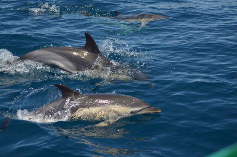 quarteira-algarve-coast-caves-and-dolphin-watching-cruise