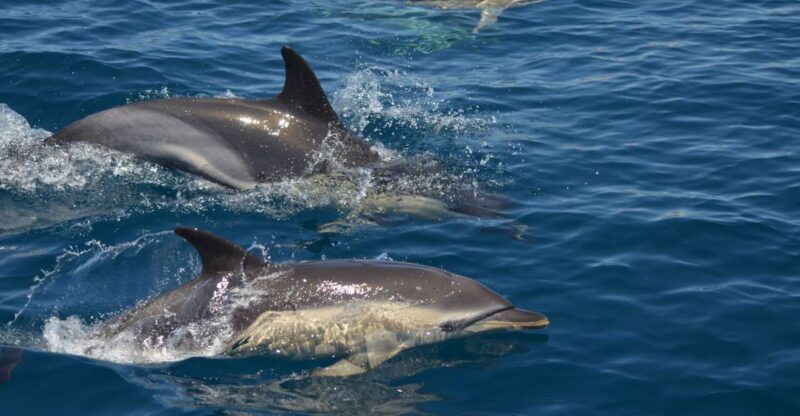 quarteira-algarve-coast-caves-and-dolphin-watching-cruise